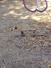 Haemorhous mexicanus