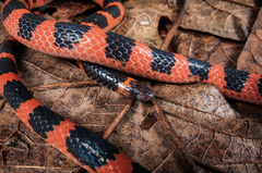 Geophis semidoliatus