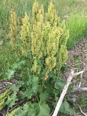 Rumex confertus