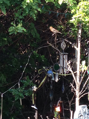 Haemorhous mexicanus