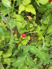 Potentilla hebiichigo