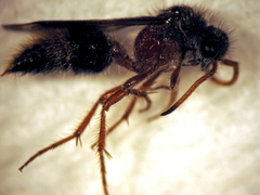 Ephutomorpha bivulnerata