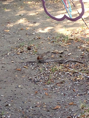 Haemorhous mexicanus