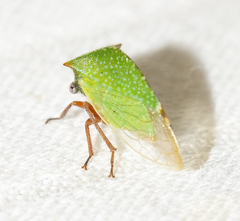 Hadrophallus bubalus