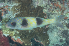 Parupeneus crassilabris