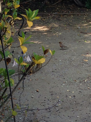 Haemorhous mexicanus