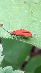 Lopheros rubens