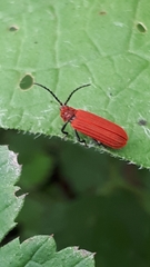 Lopheros rubens