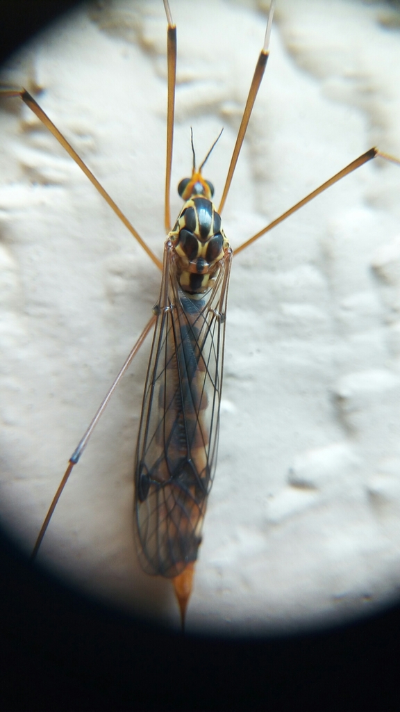 Nephrotoma alterna