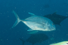 Caranx ignobilis
