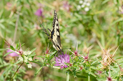 Papilio machaon
