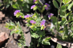 Phacelia keckii