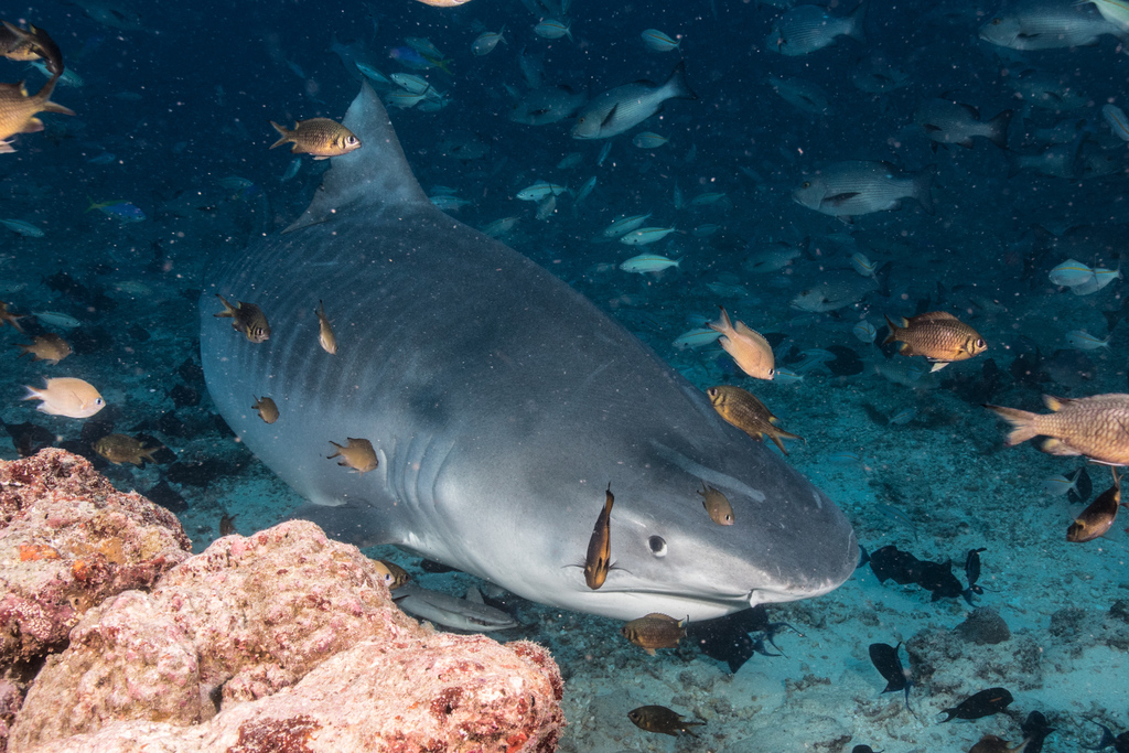 Tiger Sharks