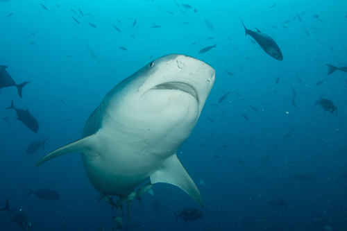 Tiger Shark, photo 6 of 9