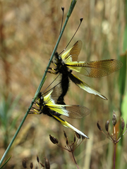 Libelloides baeticus