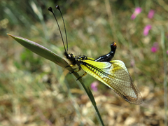 Libelloides baeticus