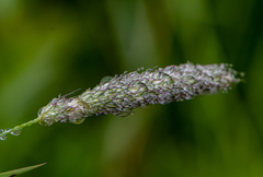 Alopecurus pratensis