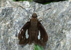 Notocrypta feisthamelii