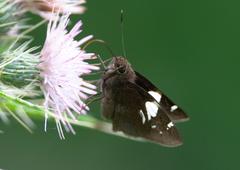 Notocrypta feisthamelii