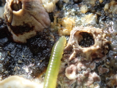 Eulalia clavigera