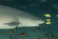 Gnathanodon speciosus