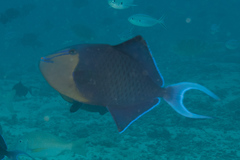 Odonus niger