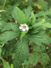 Geranium sibiricum