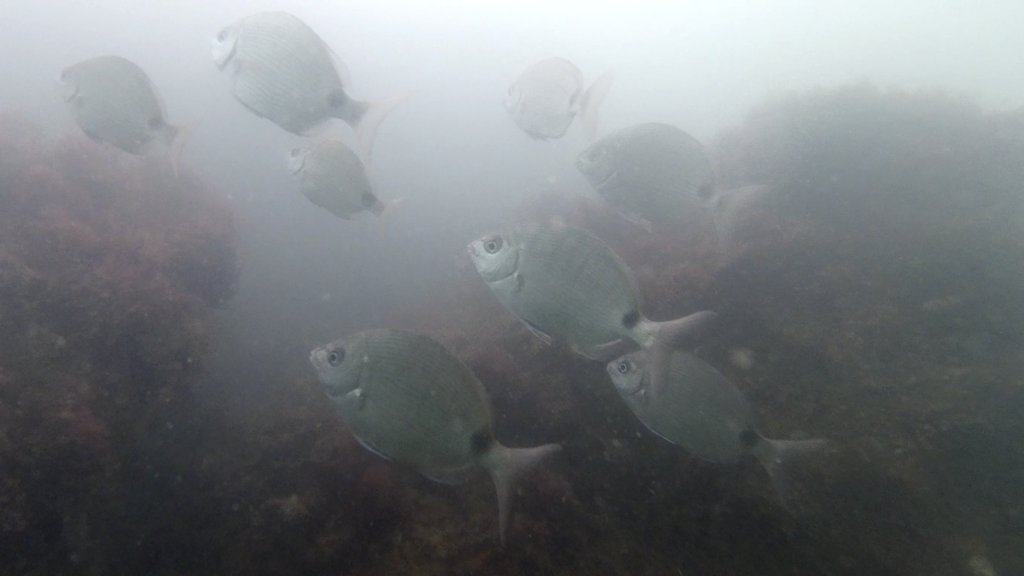 South American silver porgy (Diplodus argenteus) — Sparidae