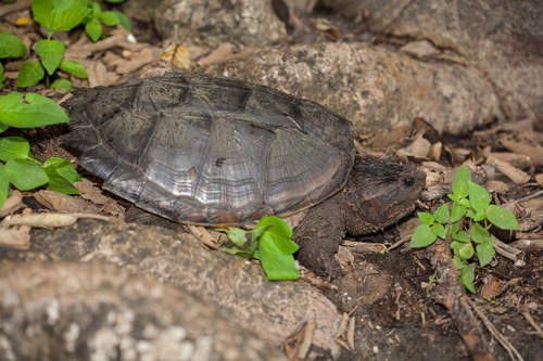 Central American Snapping Turtle