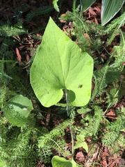 Aristolochia macrophylla