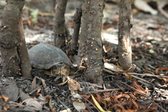 Kinosternon herrerai