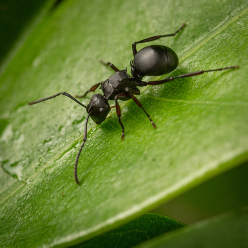 Polyrhachis spinicolaPolyrhachis spinicola