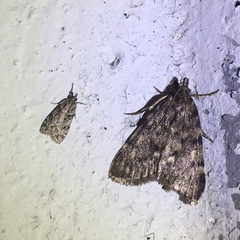 Aglossa pinguinalis