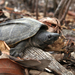 Mexican Giant Musk Turtle - Photo (c) La Mancha en Movimiento, some rights reserved (CC BY-NC), uploaded by La Mancha en Movimiento