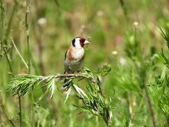 Carduelis carduelis