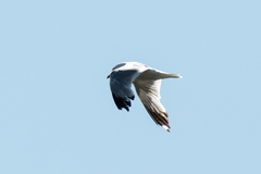 Larus canus
