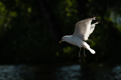 Larus canus