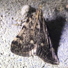 Aglossa pinguinalis