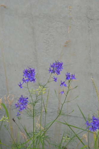Forking Larkspur