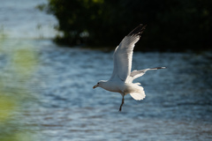Larus canus