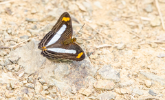 Adelpha iphiclus iphiclus