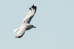 Larus canus