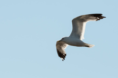 Larus canus