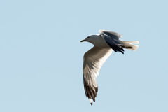 Larus canus