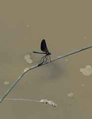 Calopteryx splendens caprai