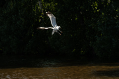 Larus canus