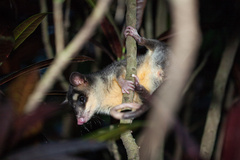 Philander opossum