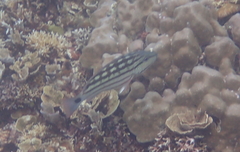 Lutjanus decussatus