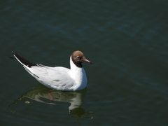 Chroicocephalus ridibundus