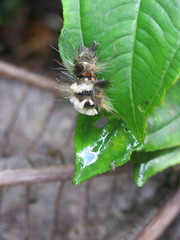 Hypercompe nemophila